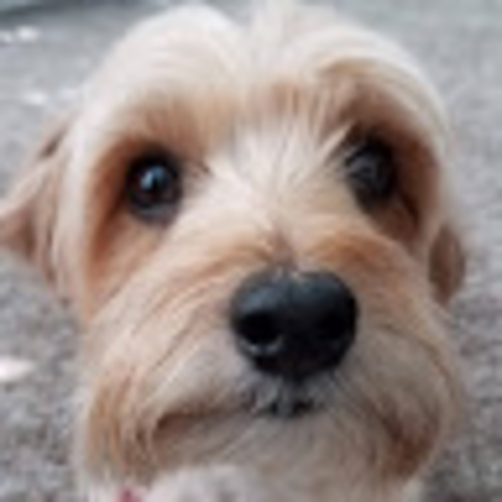 Meet your Posher, Genevieve